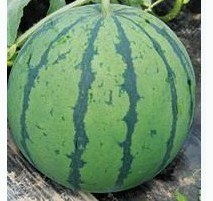 盛源西瓜甜蜜上市，每千克仅1.5元——平价优品助力市民清凉度夏