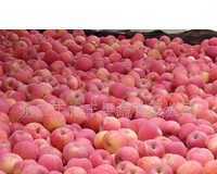 优质红富士苹果厂家直销，生鲜水果供应首选